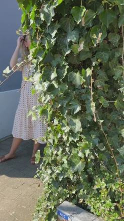 New Kjole - Ellie - Off White W. Red Bows Kjoler